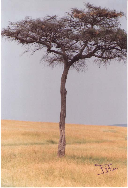 Arbre de la sabana