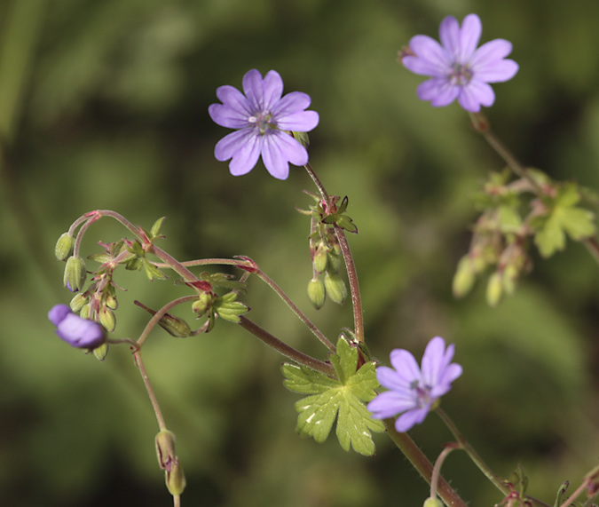 Suassana pirinenca (Geranium pyrenaicum)