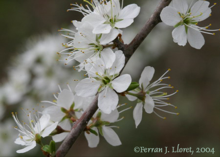 Prunus spinosa L. (aranyoner)