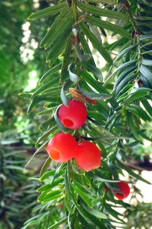 Teix (Taxus baccata)