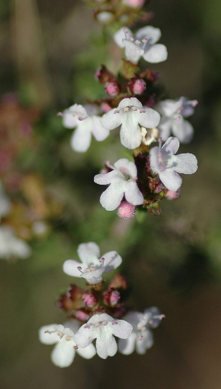 Farigola o timó (Thymus vulgaris)