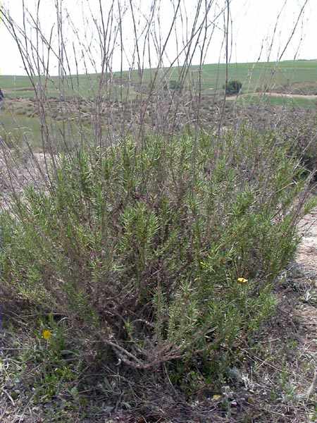 Tríncola (Gypsophila struthium subsp hispanica)