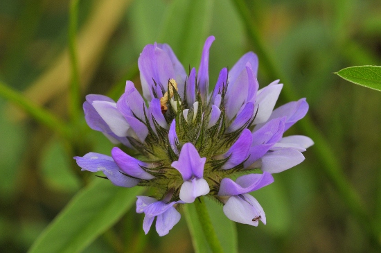 Trèvol pudent (Bituminaria bituminosa)