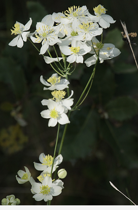 Talictre tuberós, ruda de prat  (Thalictrum tuberosum)