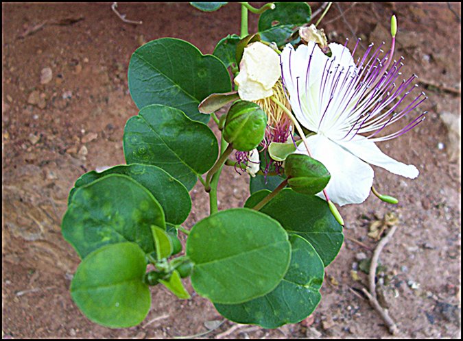 Taperera (Capparis spinosa)