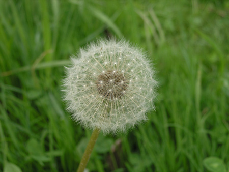 Taraxacum officinale