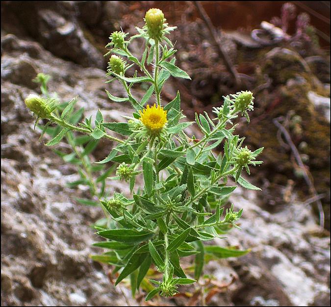 Te de Roca (Chiliadenus Saxatilis)