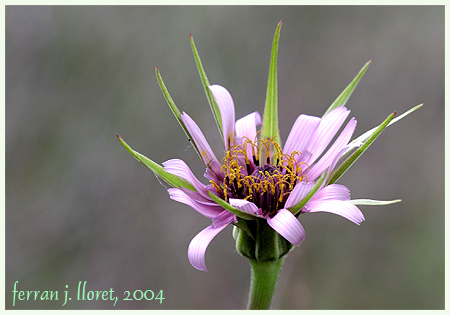 Tragopogon porrifolius L. subsp. australis (Jord.) Nyman