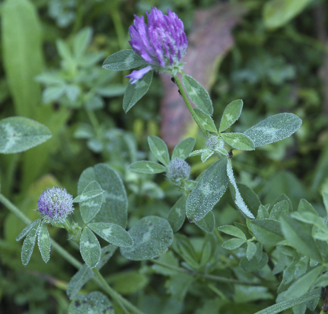 Trèvol de prat (Trifolium pratense)