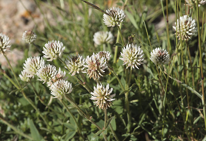 Trèvol muntanyenc (Trifolium montanum)