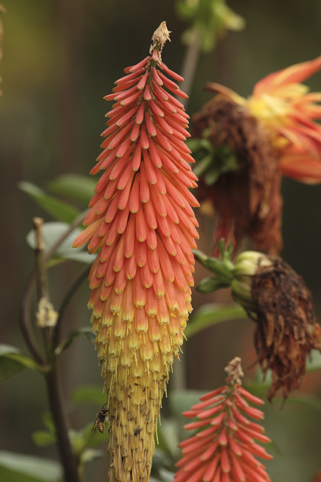 Trytoma (uvaria Kniphofia)