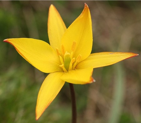 Tulipa australis