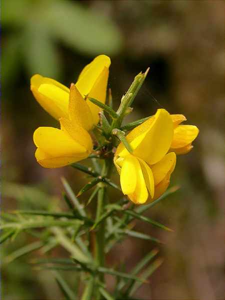 Gatosa (Ulex parviflorus)