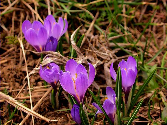 Safrà de muntanya (Crocus vernus)