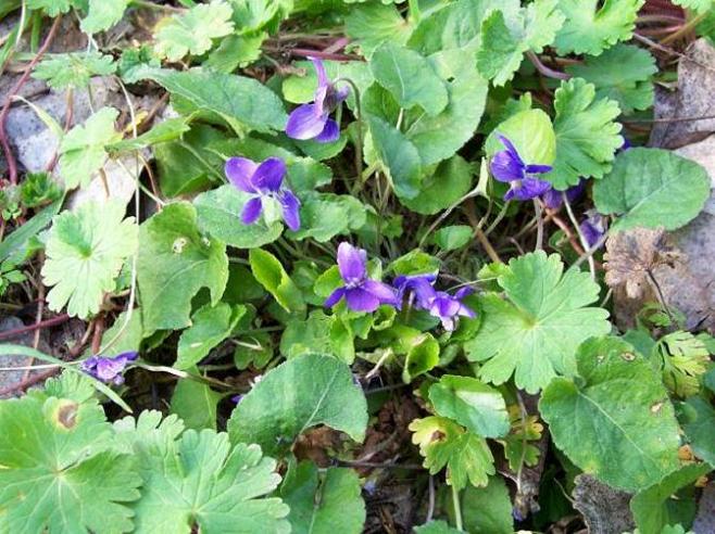 Violeta boscana (Viola alba)