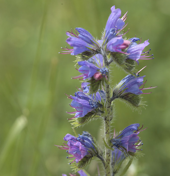 Viperina (Echium vulgare)