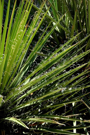 Yucca schidigera