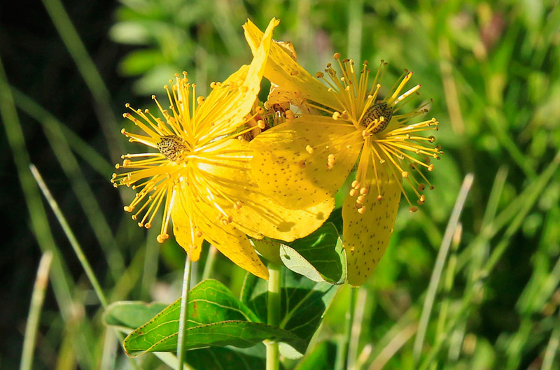 Hypericum perfoliatum.