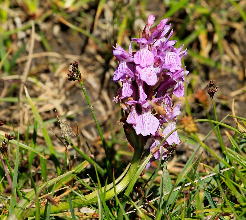 Dactylorhiza elata (orquídia)