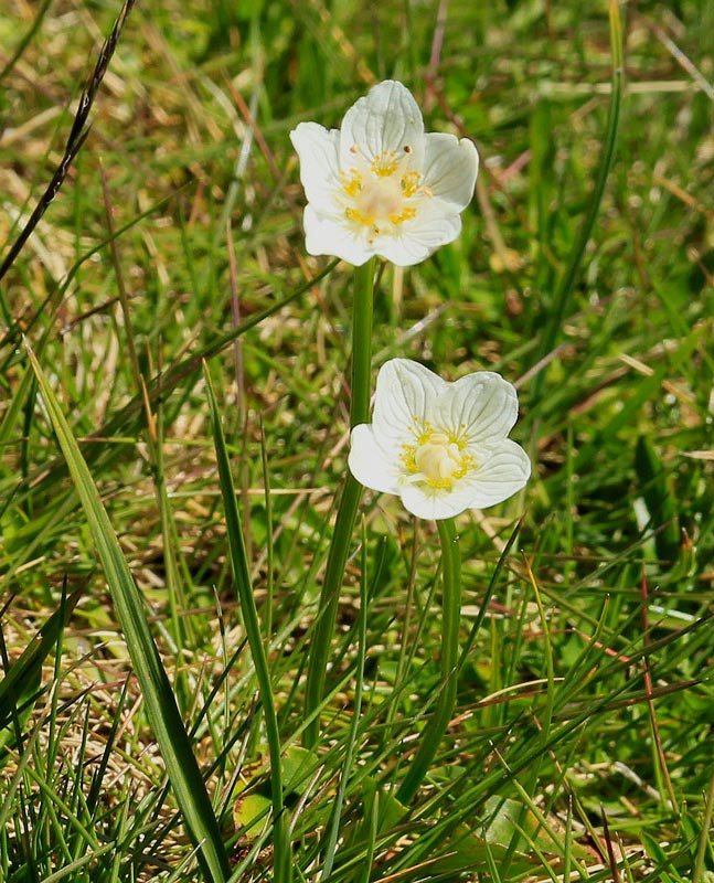 Fetgera blanca.