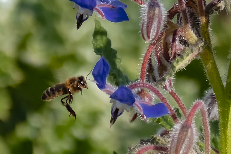 Borratja. Borago Officinalis