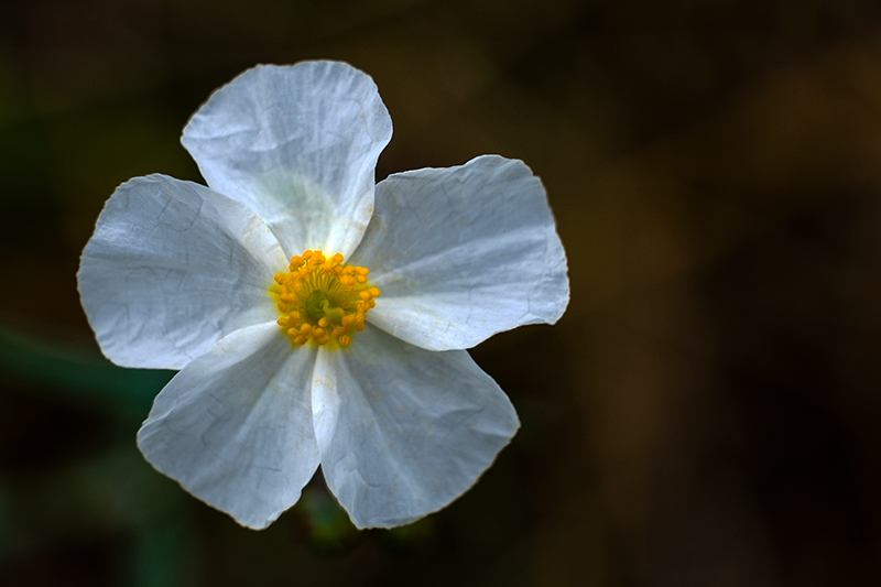 Estepa negra (Cistus monspeliensis)