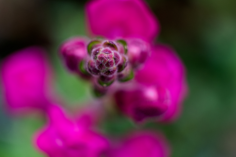 Conillets ( Antirrhinum majus )