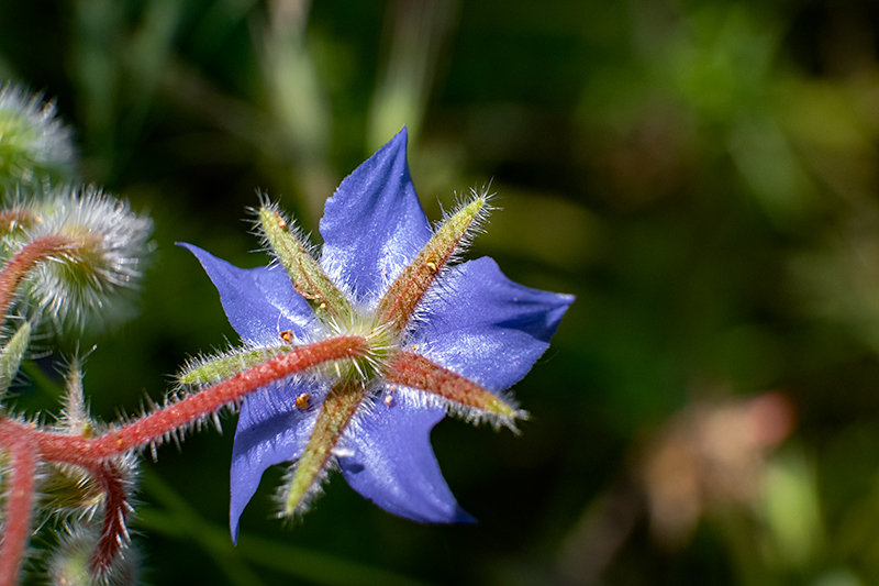 Borratja  (Borago officinalis)