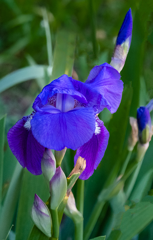 Lliri blau (Iris germanica)