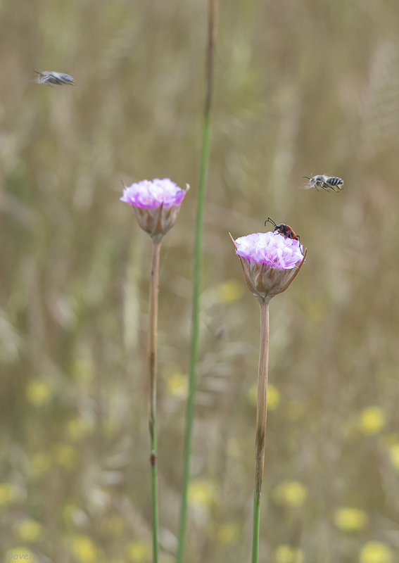 Clavellina (Armeria pungens)