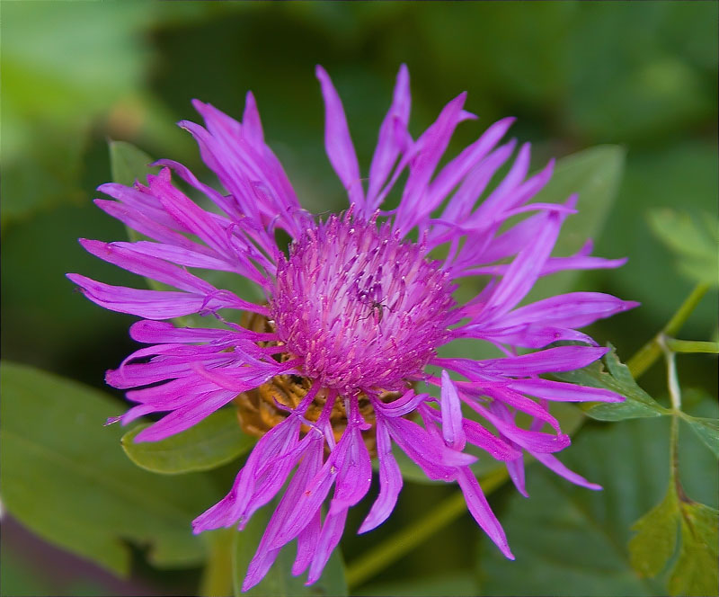 Centàurea jàcea (Centaurea jacea)