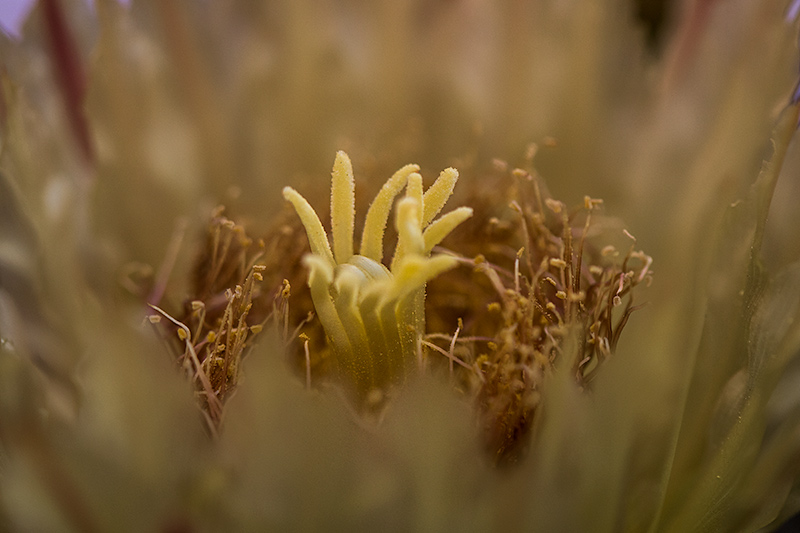 El cactus i les seves flors