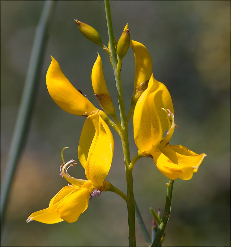 Ginesta (Spartium junceum)