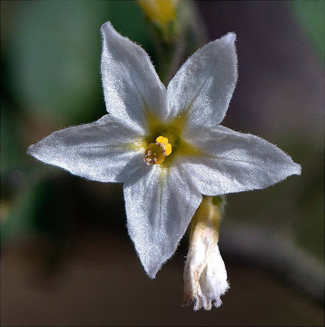 Morella (Solanum nigrum) 1/2