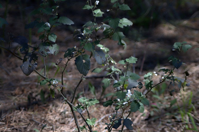 Morella (Solanum nigrum) 2/2