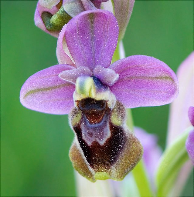 Mosques vermelles (Ophrys tenthredinifera)