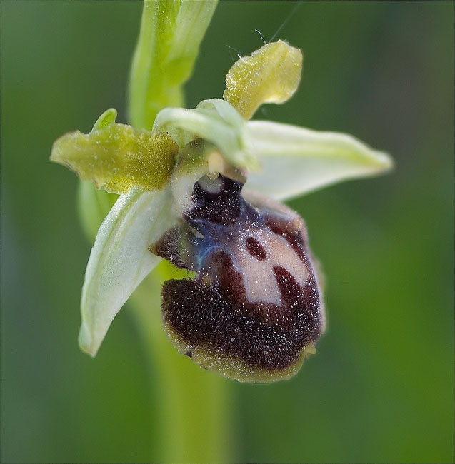 Aranyosa (Ophrys sphegodes)