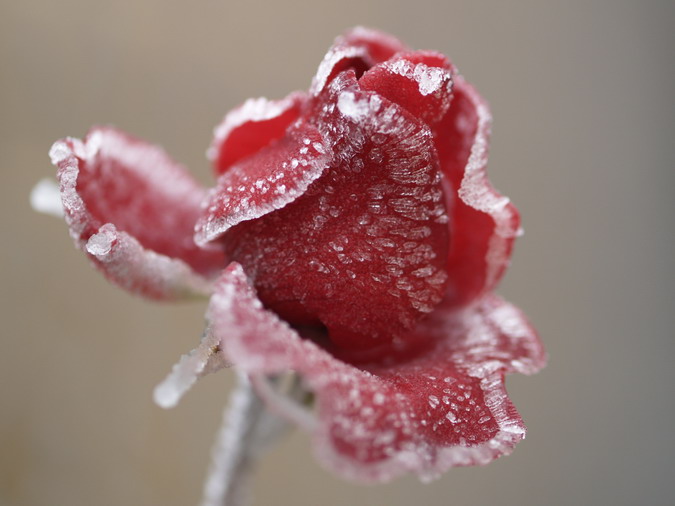 Rosa glaçada