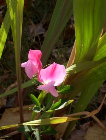 Milagro de luz