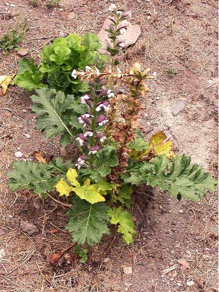 Acant, acanto (Acanthus mollis)