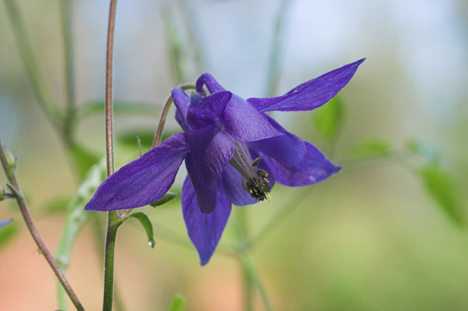 Aquilegia vulgaris