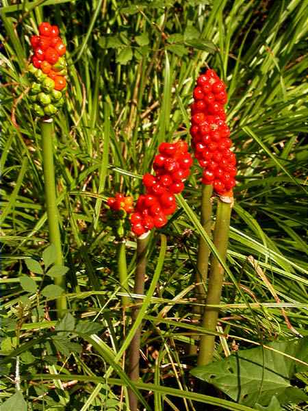 Arum italicum