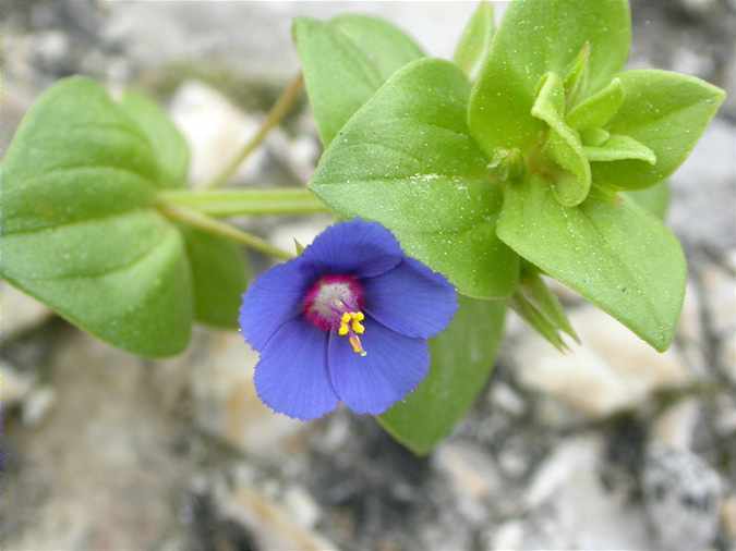 Borrissol (Anagallis arvensis)