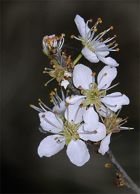 Arç blanc