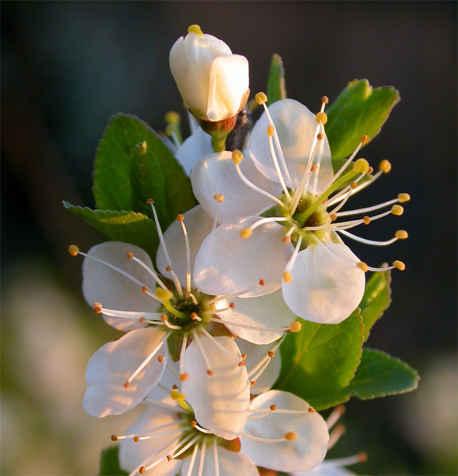 Flor d'arç blanc