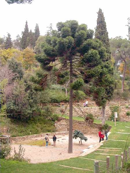 Araucaria australiana (Araucaria bidwillii)