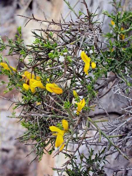 Argelaga (Genista scorpius)