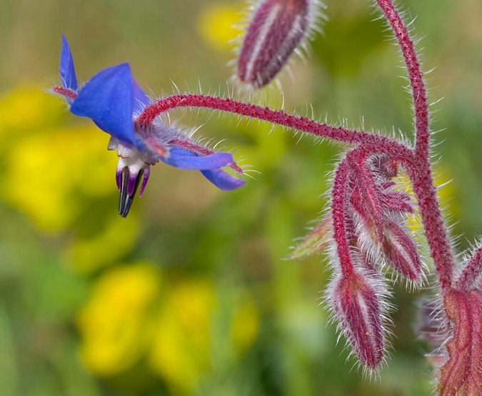 Borago officinalis