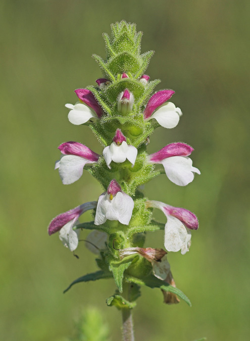 Gallocresta (Bellardia trixago)