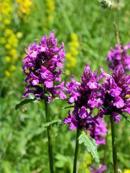 Betònica (Stachys officinalis)